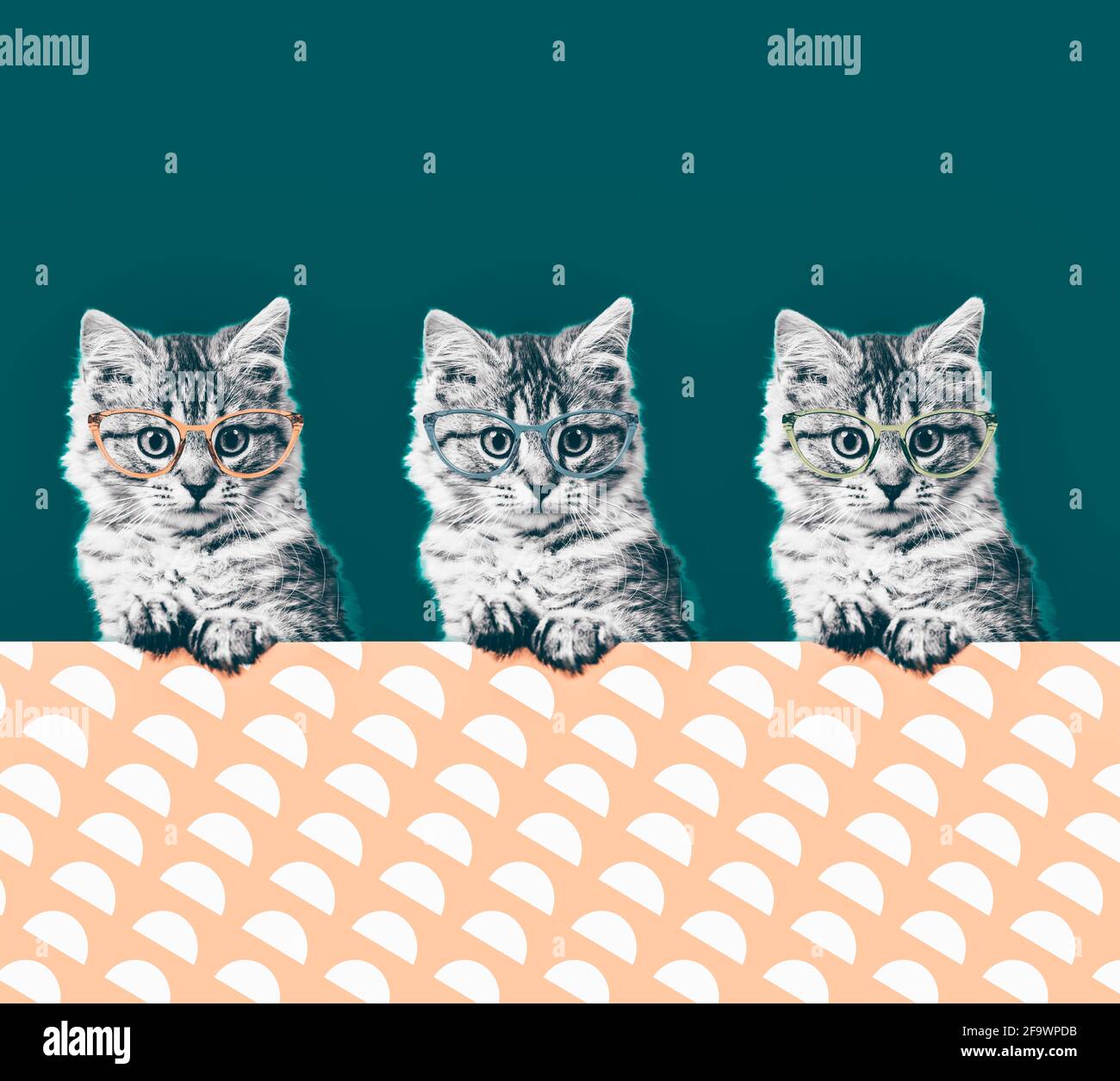 Collage zeitgenössischer Kunst. Katze in modischer Vintage Sonnenbrille. Minimaler Spaß an Kunst Stockfoto