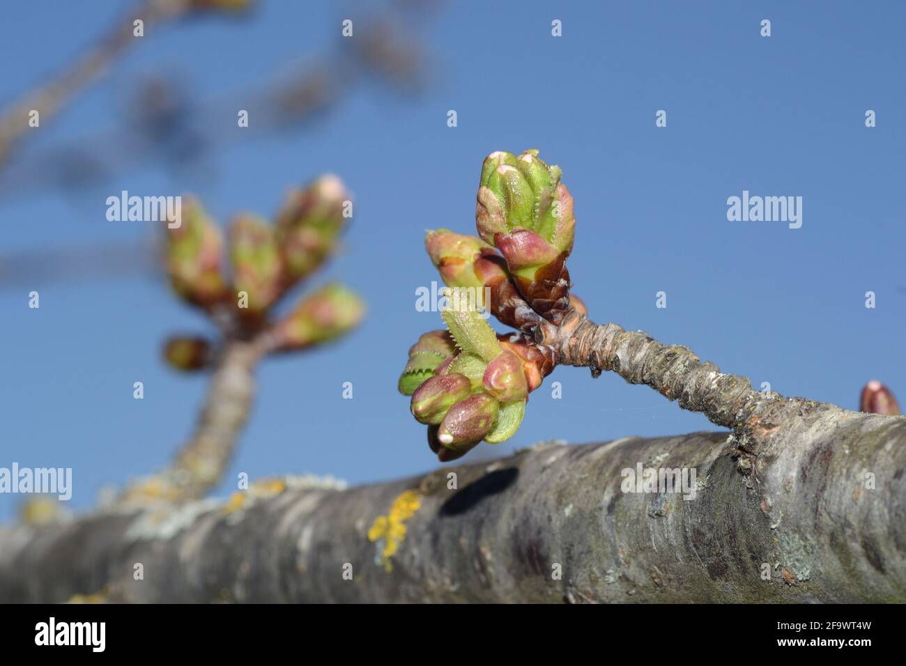 Blauer Himmel und Kirschknospen Stockfoto