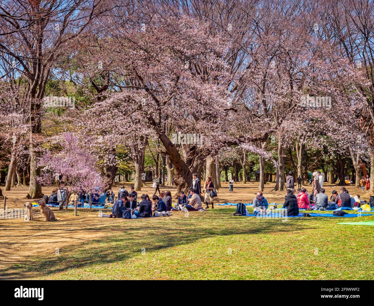 24. März 2019: Tokio, Japan - die Menschen versammeln sich zum Hanami, um die Kirschblüte unter den Bäumen im Yoyogi Park, Tokio, zu betrachten. Stockfoto