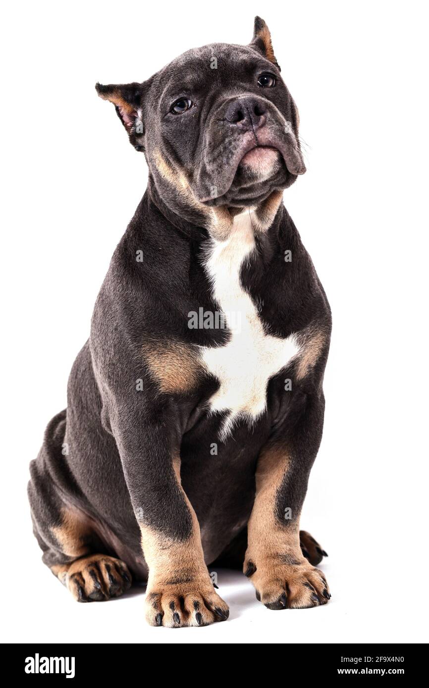Ein Welpe der American Bully Rasse der tricolor Farbe. Eine neu geschaffene Begleithund Rasse in den Vereinigten Staaten. Isoliert auf weißem Hintergrund, c Stockfoto