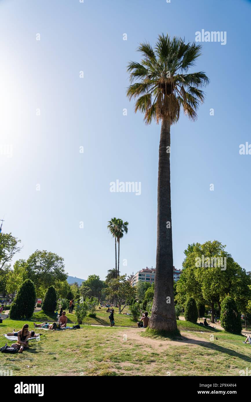 BARCELONA, SPANIEN - 08. JUNI 2019: Picknick und Entspannung am Sommertag im Parc de la Ciutadella oder im Citadel Park in Barcelona Stockfoto