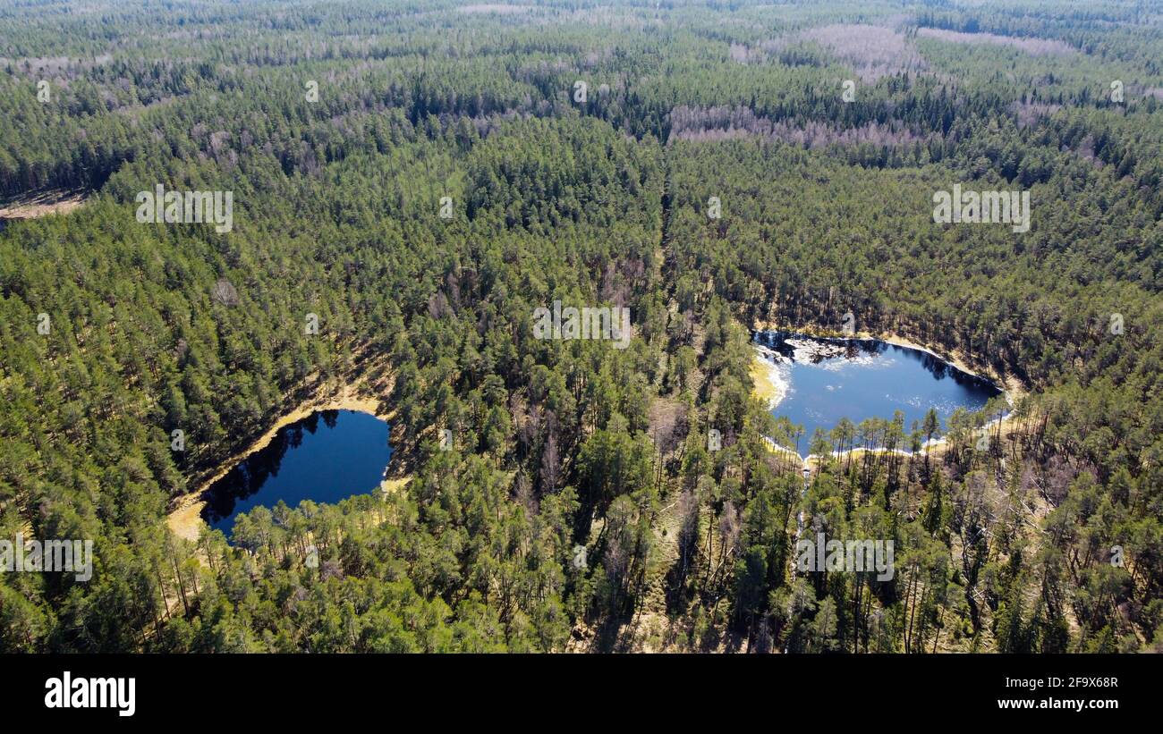 Ein fast perfekter kreisförmiger See, der direkt aus der Luft geschossen wird, ähnelt der Erde, die von einem Pinienwald umgeben ist. Drohnenfotografie Stockfoto