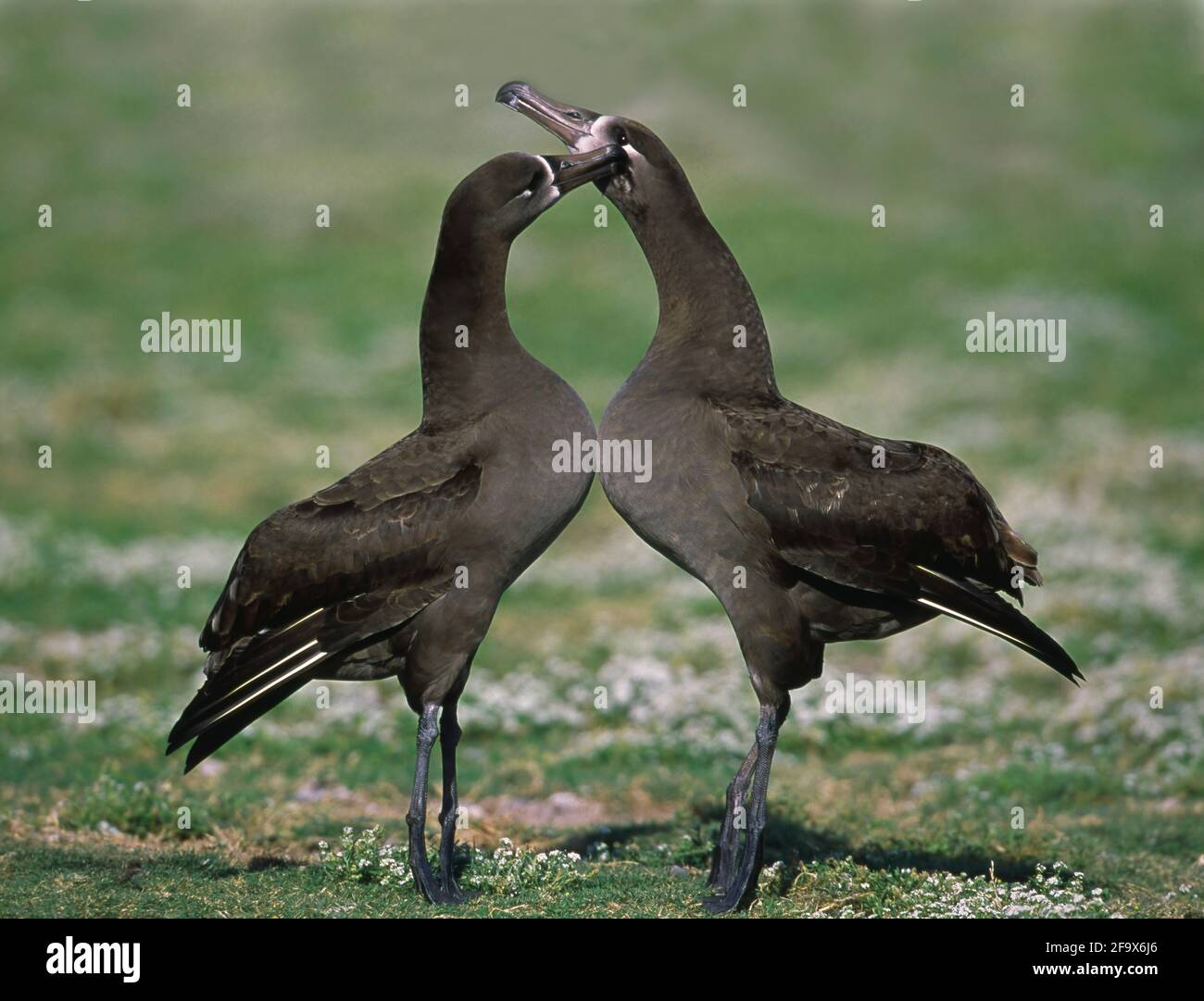 Schwarzfuß-Albatros (Diomedea nigripes) Balzdisplays Midway Island BI002149-NHPA Schwarzes Fußdisplays Stockfoto