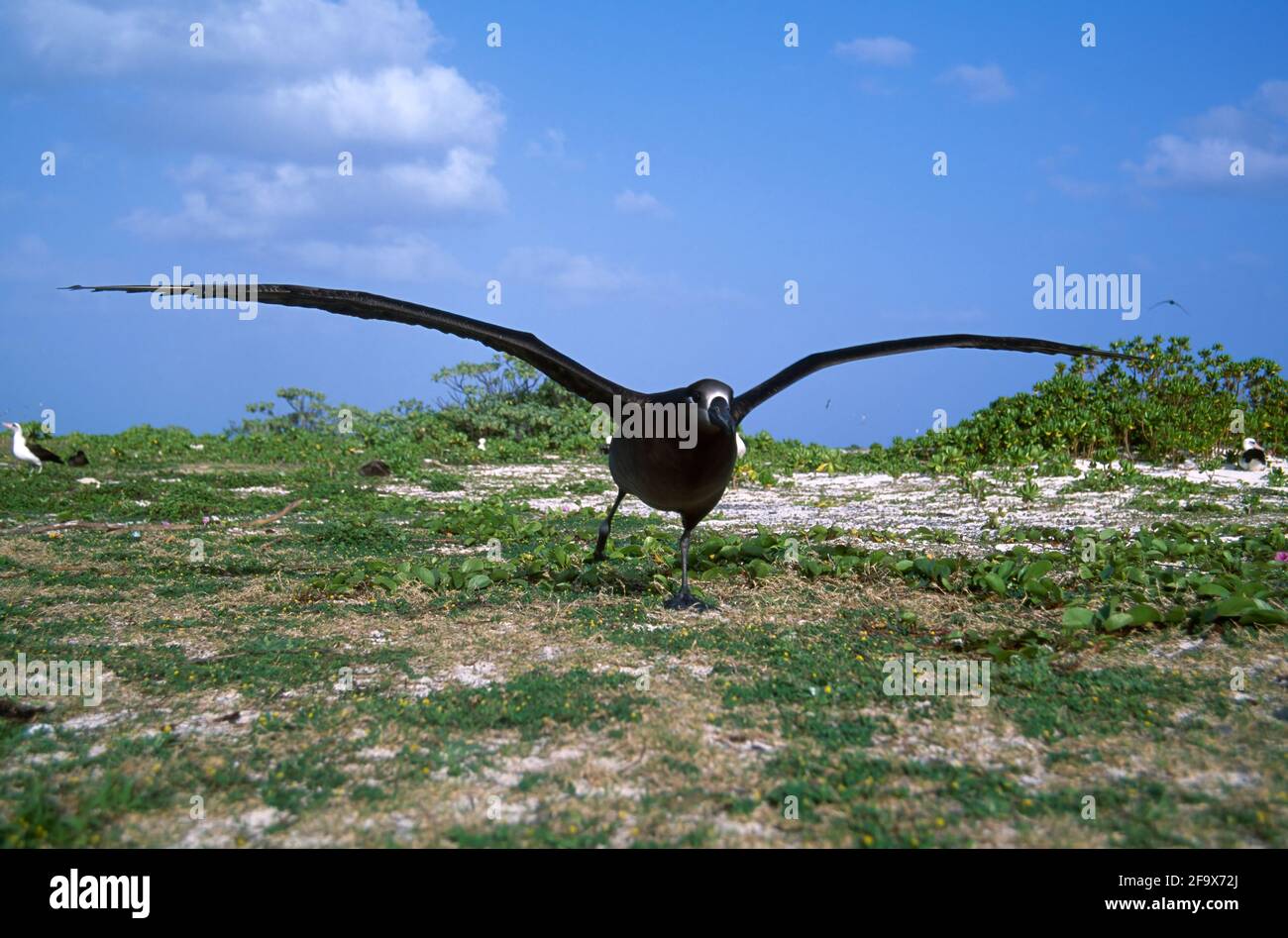 Schwarzfuß-Albatross beim Start von Diomedea nigripes Midway Island Pacific Ocean BI002153 Stockfoto