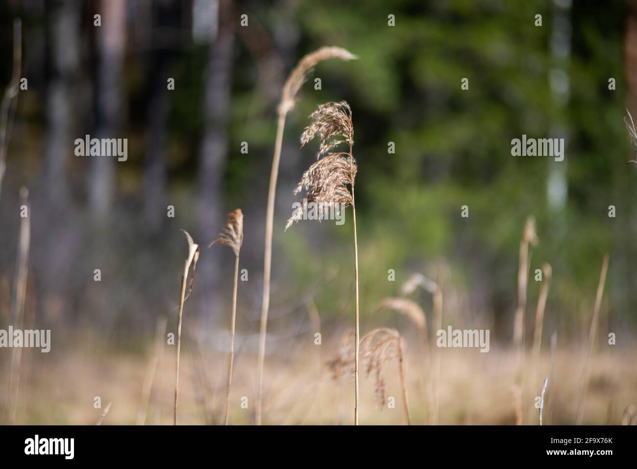 Sommer Wiese Gras und Unkraut Textur. Abstraktes grünes Laub verwischen Hintergrund mit geringer Schärfentiefe. Nahaufnahme Stockfoto
