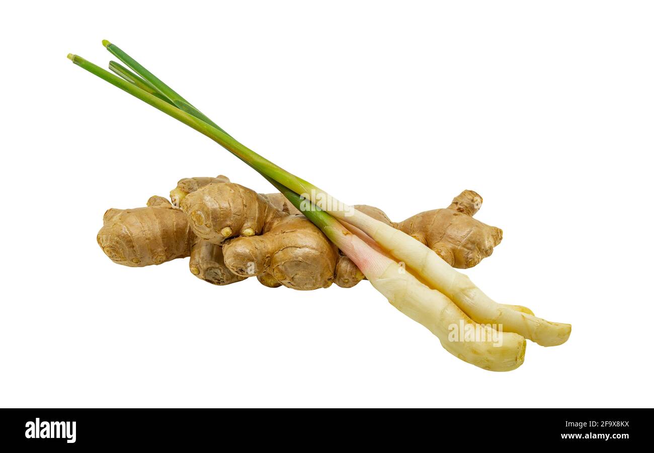 Junge und alte organische frische Gingers werden zusammengestellt, isoliertes Bild auf weißem Hintergrund, Beschneidungspfad in Datei. Stockfoto