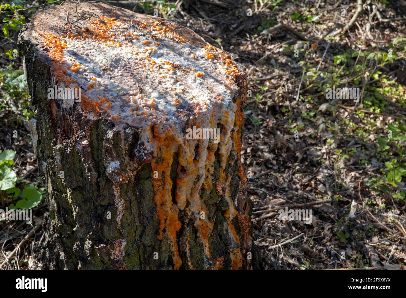 Carotin infundiert Pilzwachstum auf einem Schnittbaum Stumpf, Deighton, North Yorkshire, Großbritannien Stockfoto