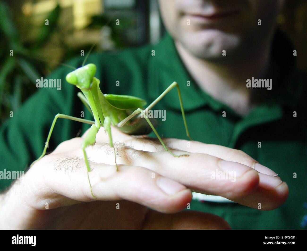 Im Mai lädt der ZSL London Zoo Besucher in die Welt der Tiny Giants ein, Eine neue immersive Ausstellung, die die kleinsten, aber mächtigsten Tiere des Planeten feiert. Besucher erhalten einen Blick aus der Wanzen-Perspektive auf die Welt, da sie sich auf die Größe einer Ameise schrumpfen sehen, umgeben von einem Garten mit riesigen Blättern und Blumen, Um in die neueste Ausstellung des Zoos einzutreten. Verschoben von 2020 als Folge der globalen Pandemie werden am Montag, den 17. Mai, Miniaturtiere zu Korallenriffen eröffnet, entsprechend der Roadmap der Regierung für Indoor-Attraktionen. Stockfoto