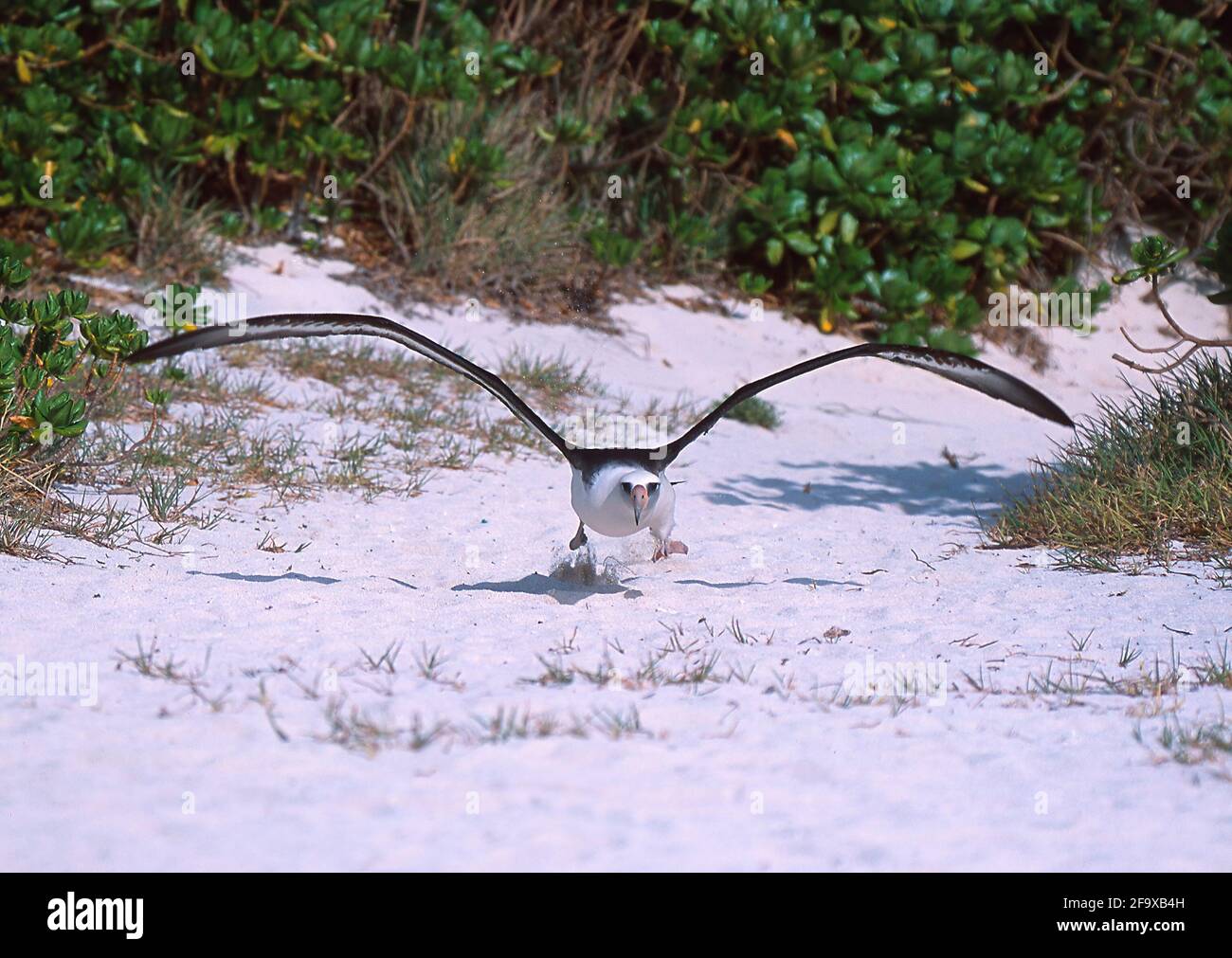 Laysan Albatross - Start von Diomedea immutabilis Midway Island Pacific Ozean BI002170 Stockfoto