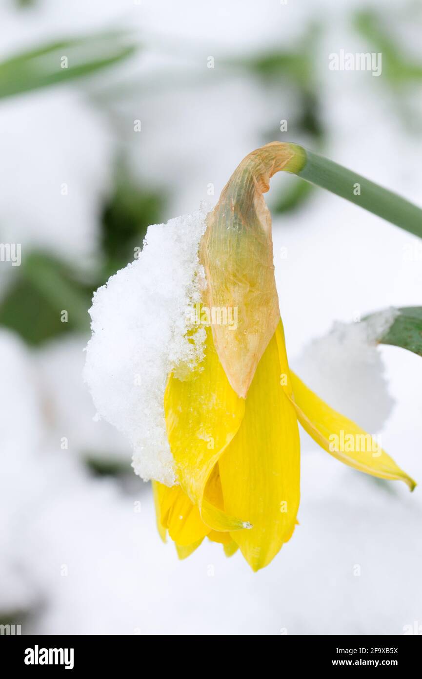 Schnee auf Narzissen im April, Orkney Isles Stockfoto