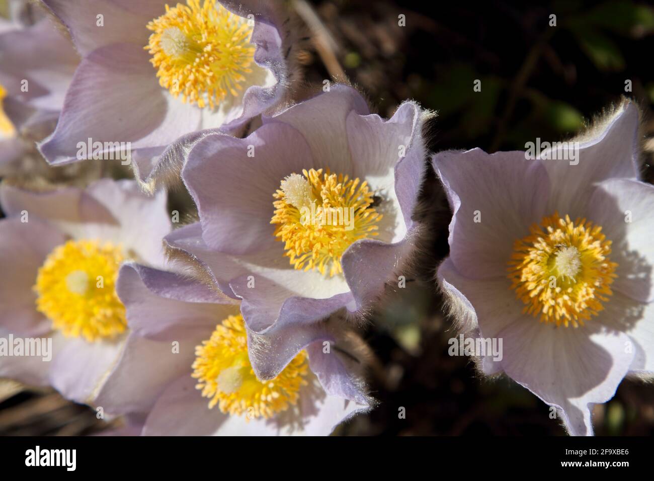 Schöne geschützte und seltene Blume Pulsatilla patens und seine Hybriden Mit pulsatilla vernalis blüht nur in bestimmten Gebieten des Südens Finlands vorne Stockfoto