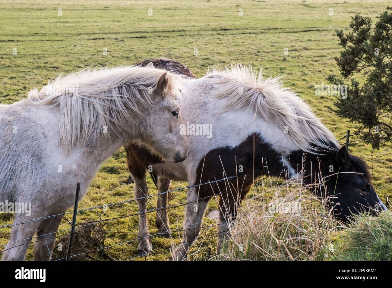 Ikonische ungezähmte Bodmin Ponys in einem Feld auf Bodmin Moor in Cornwall. Stockfoto