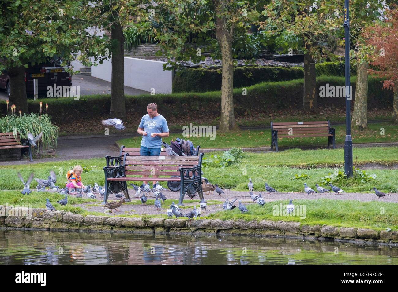 Ein Vater und seine kleine Tochter füttern Tauben in Trenance Gardens in Newquay in Cornwall. Stockfoto