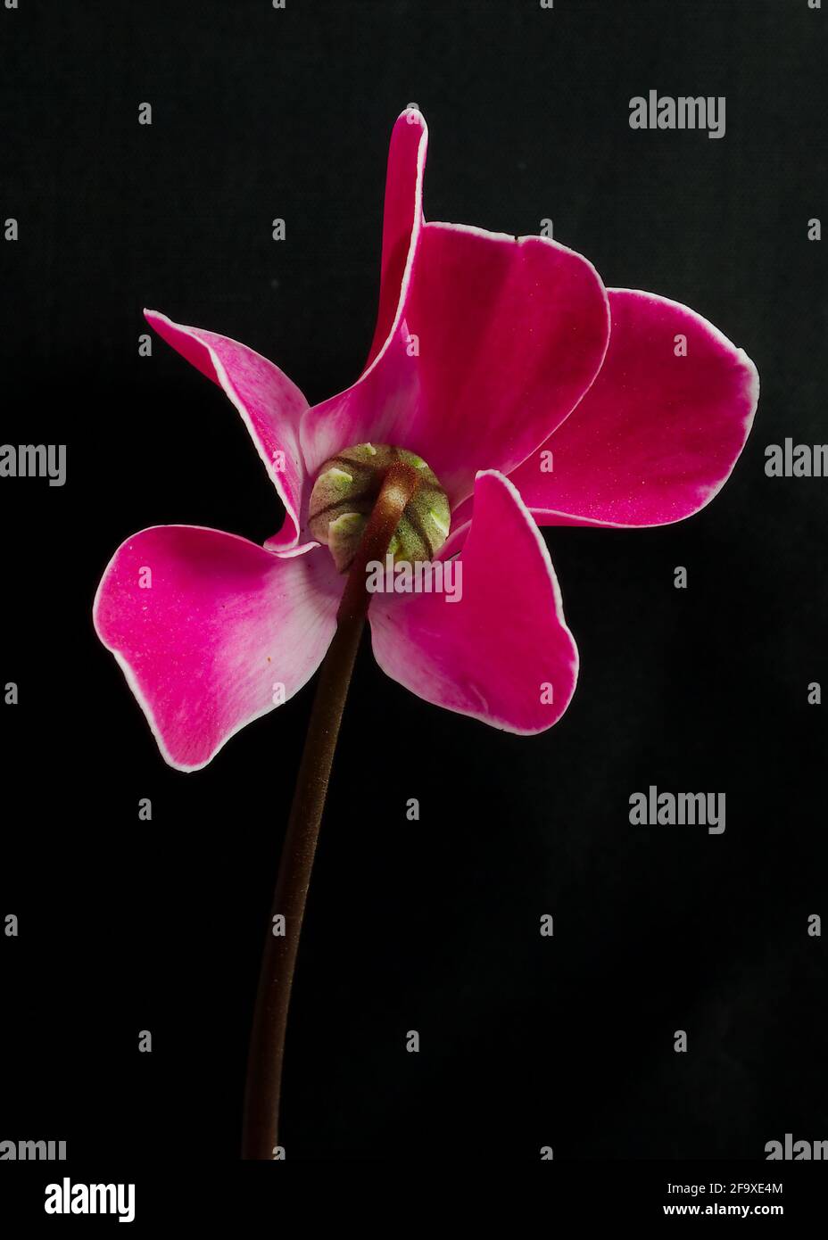 Eine Blumenstudie aus der Nähe eines einzelnen Blütenstiels aus Cyclamen, der sich auf einem schwarzen Hintergrund mit leuchtend rosa, weiß getrimmten zarten Blütenblättern absetzt Stockfoto