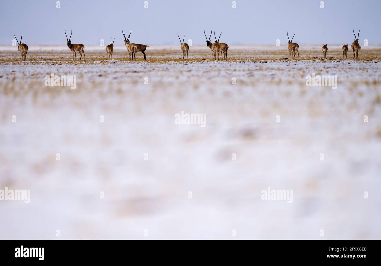 (210421) -- YUSHU, 21. April 2021 (Xinhua) -- EINE Herde tibetischer Antilopen reist am 20. April 2021 zum Zonag-See im nationalen Naturschutzgebiet Hoh XIL, nordwestlich der chinesischen Provinz Qinghai. Viele tibetische Antilopen sind inmitten der jüngsten Schneefälle in Hoh XIL in die Wudaoliang-Region gefluckt und bereiten sich auf ihre Wanderungsreise vor. Der Zonag See in Hoh XIL ist bekannt als der "Lieferraum" für die Art. Jedes Jahr beginnen Schwangere tibetischer Antilopen im Mai, zur Geburt nach Hoh XIL auszuwandern und dann etwa im August mit ihren Nachkommen zurück in ihre Lebensräume zu wandern. Tibetische Antilopen sind meist Foun Stockfoto