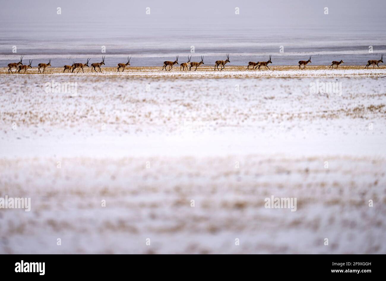 (210421) -- YUSHU, 21. April 2021 (Xinhua) -- EINE Herde tibetischer Antilopen reist am 20. April 2021 zum Zonag-See im nationalen Naturschutzgebiet Hoh XIL, nordwestlich der chinesischen Provinz Qinghai. Viele tibetische Antilopen sind inmitten der jüngsten Schneefälle in Hoh XIL in die Wudaoliang-Region gefluckt und bereiten sich auf ihre Wanderungsreise vor. Der Zonag See in Hoh XIL ist bekannt als der "Lieferraum" für die Art. Jedes Jahr beginnen Schwangere tibetischer Antilopen im Mai, zur Geburt nach Hoh XIL auszuwandern und dann etwa im August mit ihren Nachkommen zurück in ihre Lebensräume zu wandern. Tibetische Antilopen sind meist Foun Stockfoto