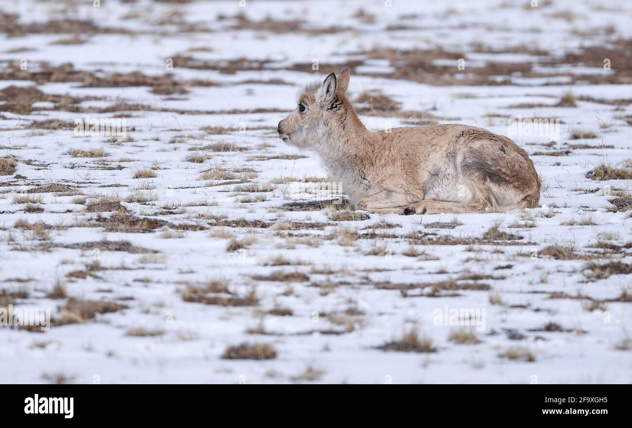 (210421) -- YUSHU, 21. April 2021 (Xinhua) -- EINE tibetische Antilope ruht sich am 20. April 2021 AUF ihrem Migrationsweg im nationalen Naturschutzgebiet Hoh XIL, nordwestlich der chinesischen Provinz Qinghai, aus. Viele tibetische Antilopen sind inmitten der jüngsten Schneefälle in Hoh XIL in die Wudaoliang-Region gefluckt und bereiten sich auf ihre Wanderungsreise vor. Der Zonag See in Hoh XIL ist bekannt als der "Lieferraum" für die Art. Jedes Jahr beginnen Schwangere tibetischer Antilopen im Mai, zur Geburt nach Hoh XIL auszuwandern und dann etwa im August mit ihren Nachkommen zurück in ihre Lebensräume zu wandern. Tibetische Antilopen sind meist fo Stockfoto