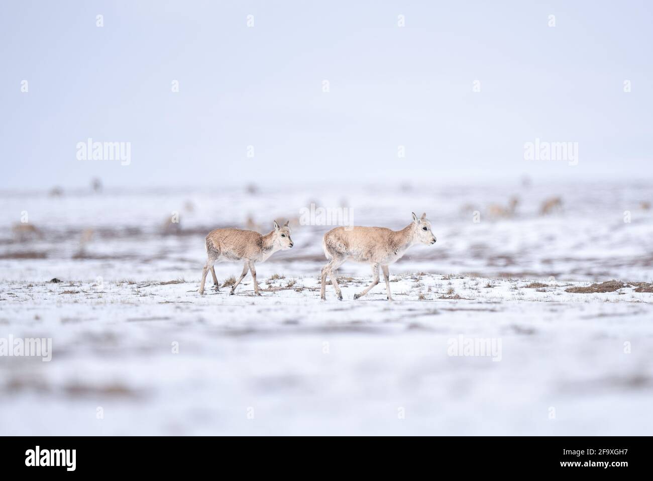 (210421) -- YUSHU, 21. April 2021 (Xinhua) -- Tibetische Antilopen reisen am 20. April 2021 zum Zonag-See im nationalen Naturschutzgebiet Hoh XIL, nordwestlich der chinesischen Provinz Qinghai. Viele tibetische Antilopen sind inmitten der jüngsten Schneefälle in Hoh XIL in die Wudaoliang-Region gefluckt und bereiten sich auf ihre Wanderungsreise vor. Der Zonag See in Hoh XIL ist bekannt als der "Lieferraum" für die Art. Jedes Jahr beginnen Schwangere tibetischer Antilopen im Mai, zur Geburt nach Hoh XIL auszuwandern und dann etwa im August mit ihren Nachkommen zurück in ihre Lebensräume zu wandern. Tibetische Antilopen sind vor allem in Tibet zu finden Stockfoto