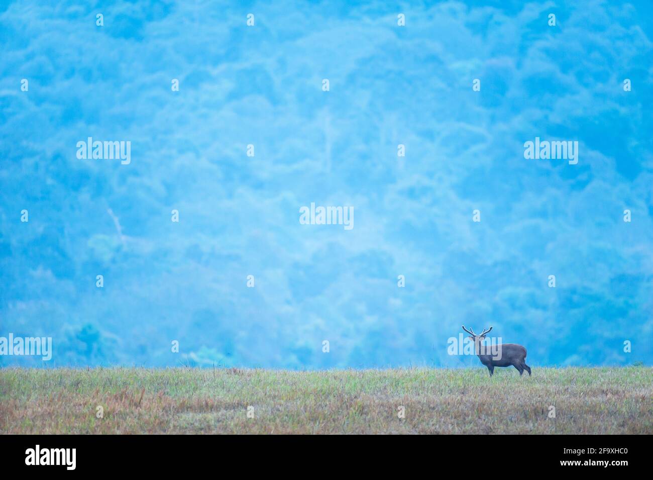 Ein männlicher Hog-Hirsch, der sich in der Dämmerung im Grasland entspannt, wunderschöne blaue Berge im Hintergrund. Phukhieo Wildlife Sanctuary, Thailand. Freedom Life Konzept. Stockfoto