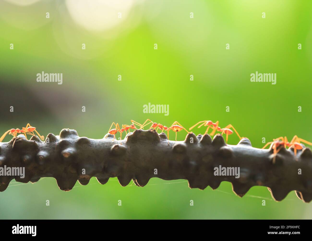 Eine Kolonie grüner Ameisen, die ein Gespräch auf einer Weinrebe führt, Bokeh und grüne Natur verschwimmen im Hintergrund. Nahaufnahme. Stockfoto