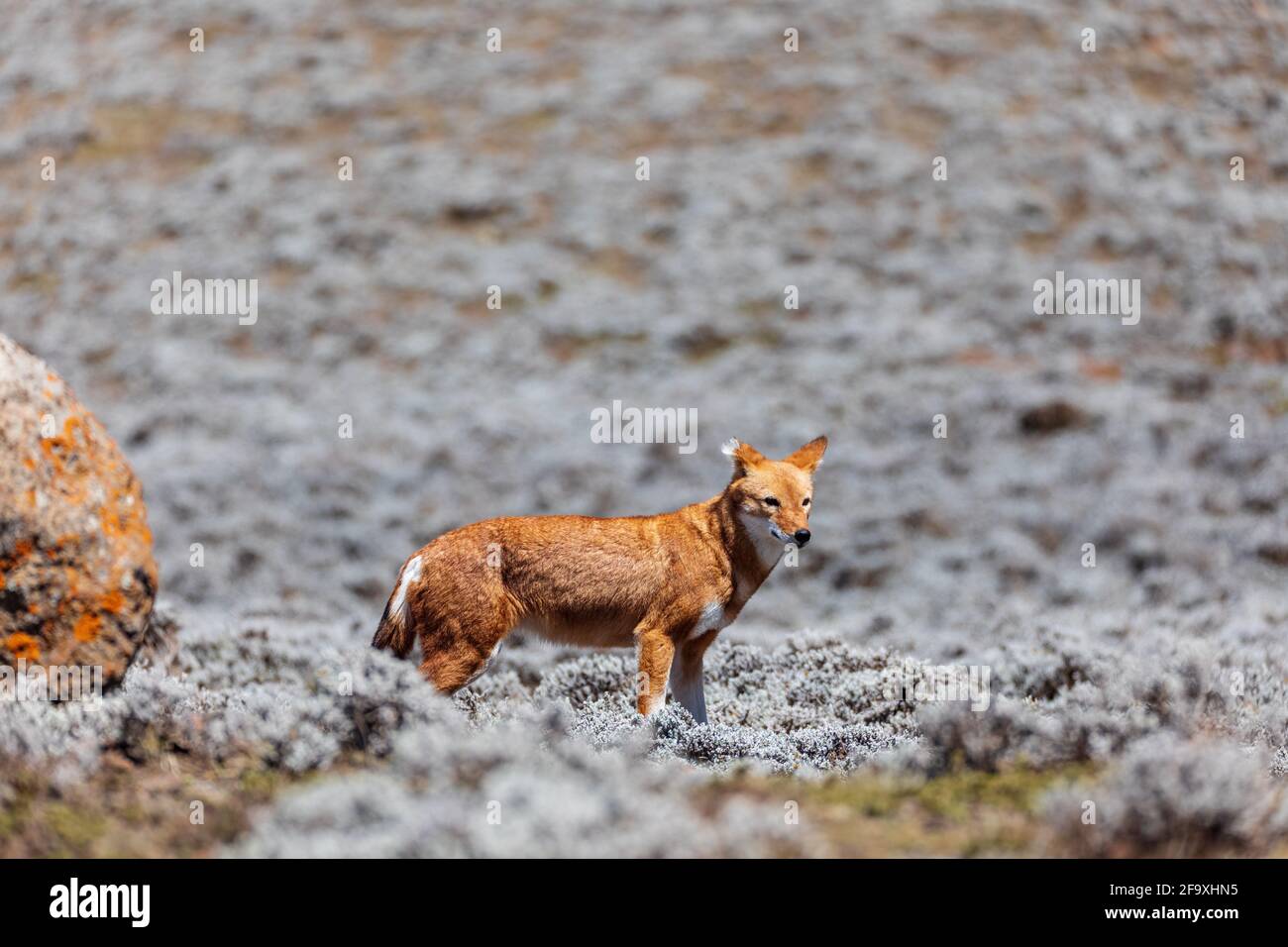 Sehr seltener endemischer äthiopischer Wolf, Canis simensis, Sanetti-Plateau in den Bale-Bergen, Wolf auf der Jagd nach großköpfiger afrikanischer Maulwurfsratte. Afrika äthiopische Wildli Stockfoto