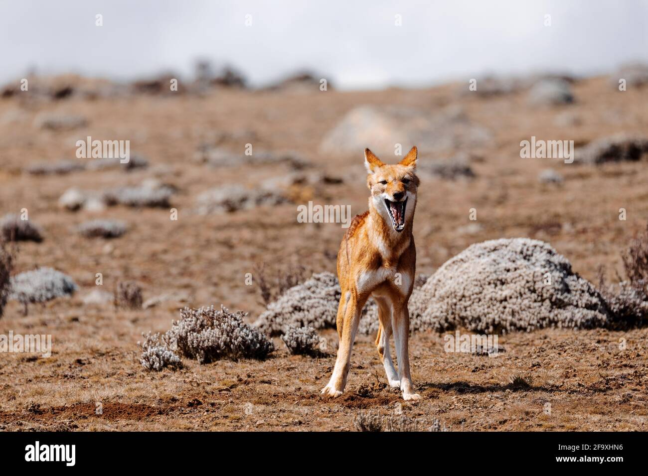 Sehr seltener endemischer äthiopischer Wolf, Canis simensis, Sanetti-Plateau in den Bale-Bergen, Wolf auf der Jagd nach großköpfiger afrikanischer Maulwurfsratte. Afrika äthiopische Wildli Stockfoto