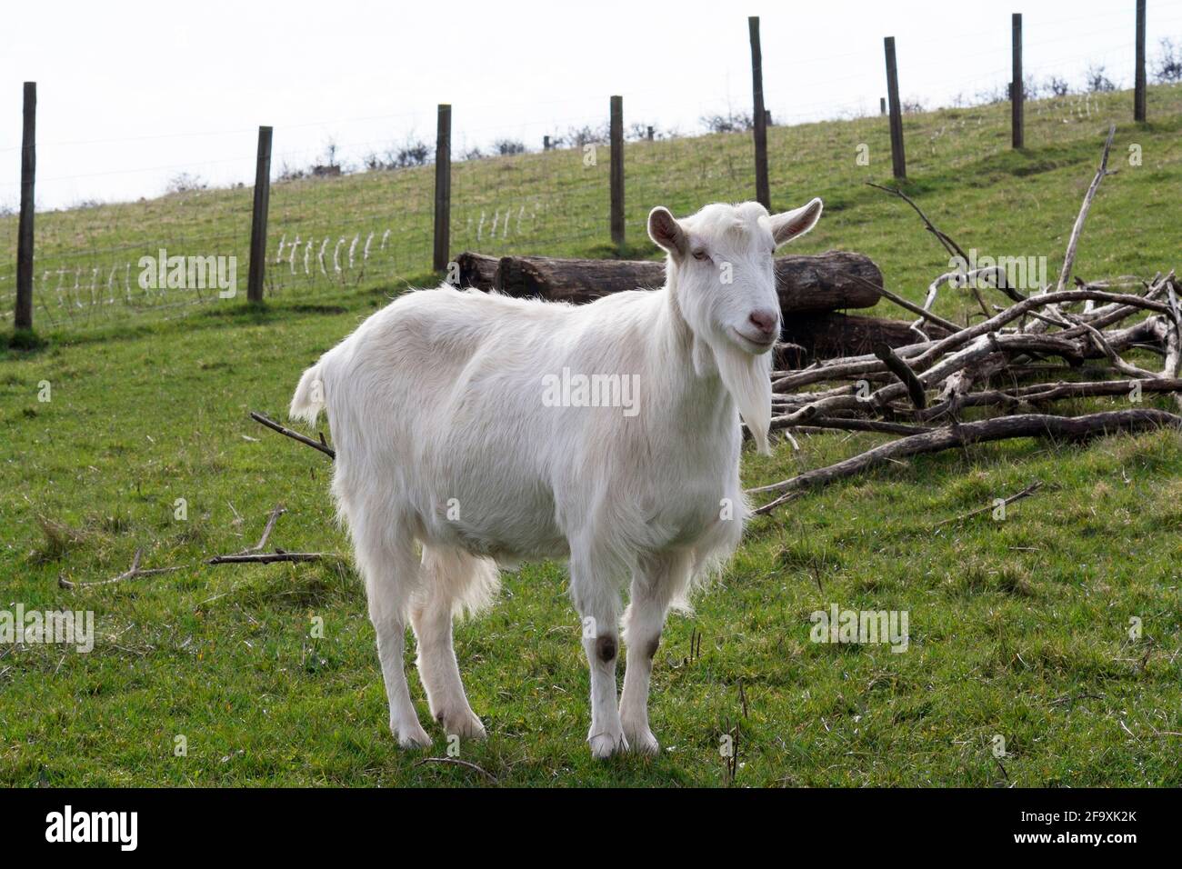 Weiße britische Saanen Kindermädchen Ziege im Feld Stockfoto