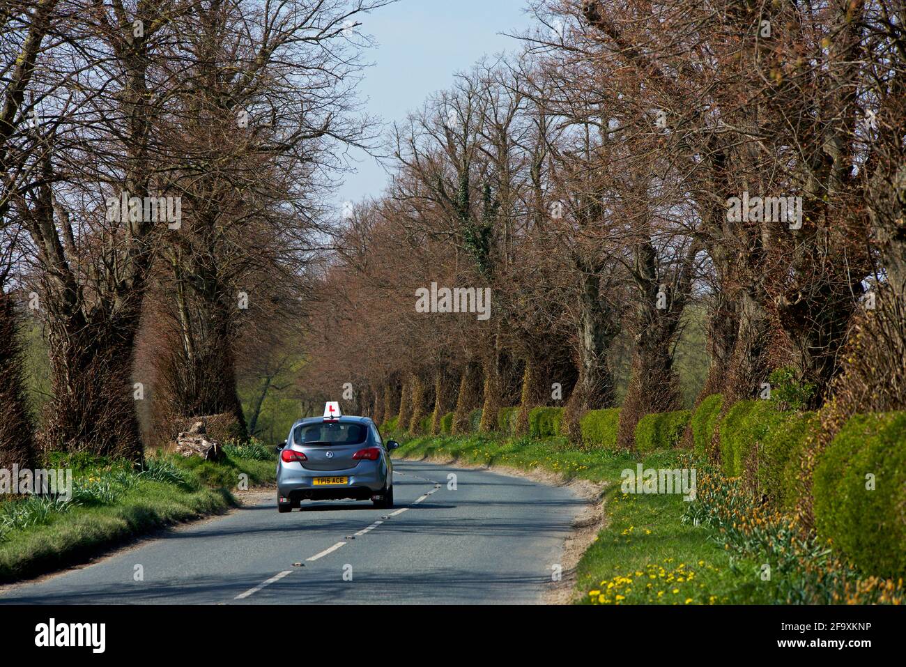 Lerner Fahrer auf Straße mit Bäumen und Hecken gesäumt, in der Nähe von Ulleskelf, North Yorkshire, England Stockfoto