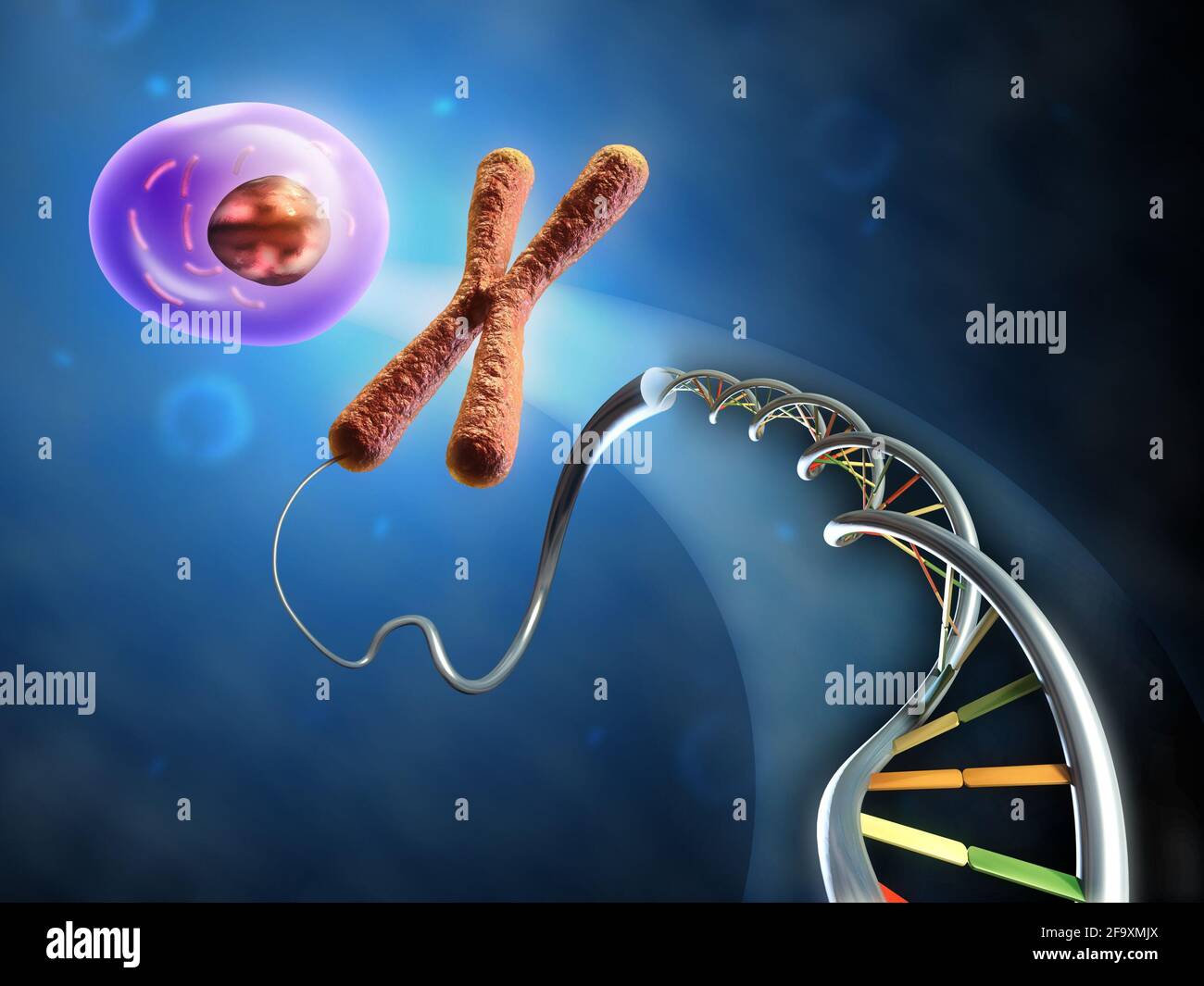 Abbildung zeigt die Bildung einer Tierzelle aus dna und Chromosomen. Digitale Illustration. Stockfoto