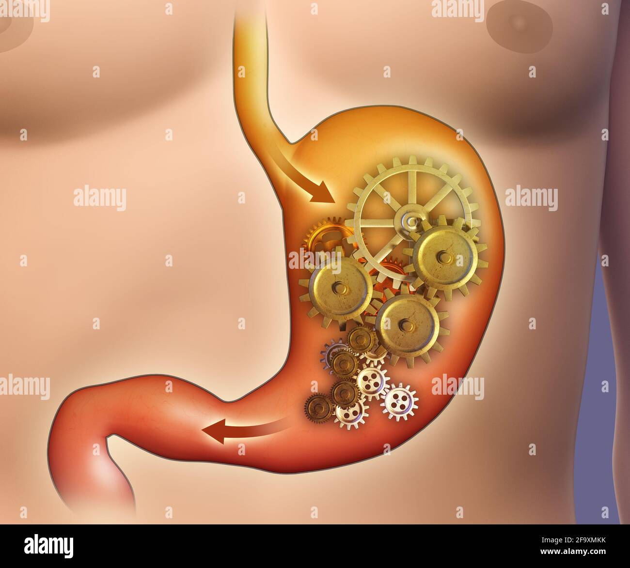 Verdauung im Magen durch einen Zahnradmechanismus dargestellt. 3D-Illustration. Stockfoto