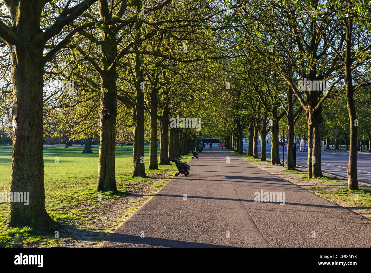 England, London, Greenwich, Greenwich Park, Avenue of Trees Stockfoto
