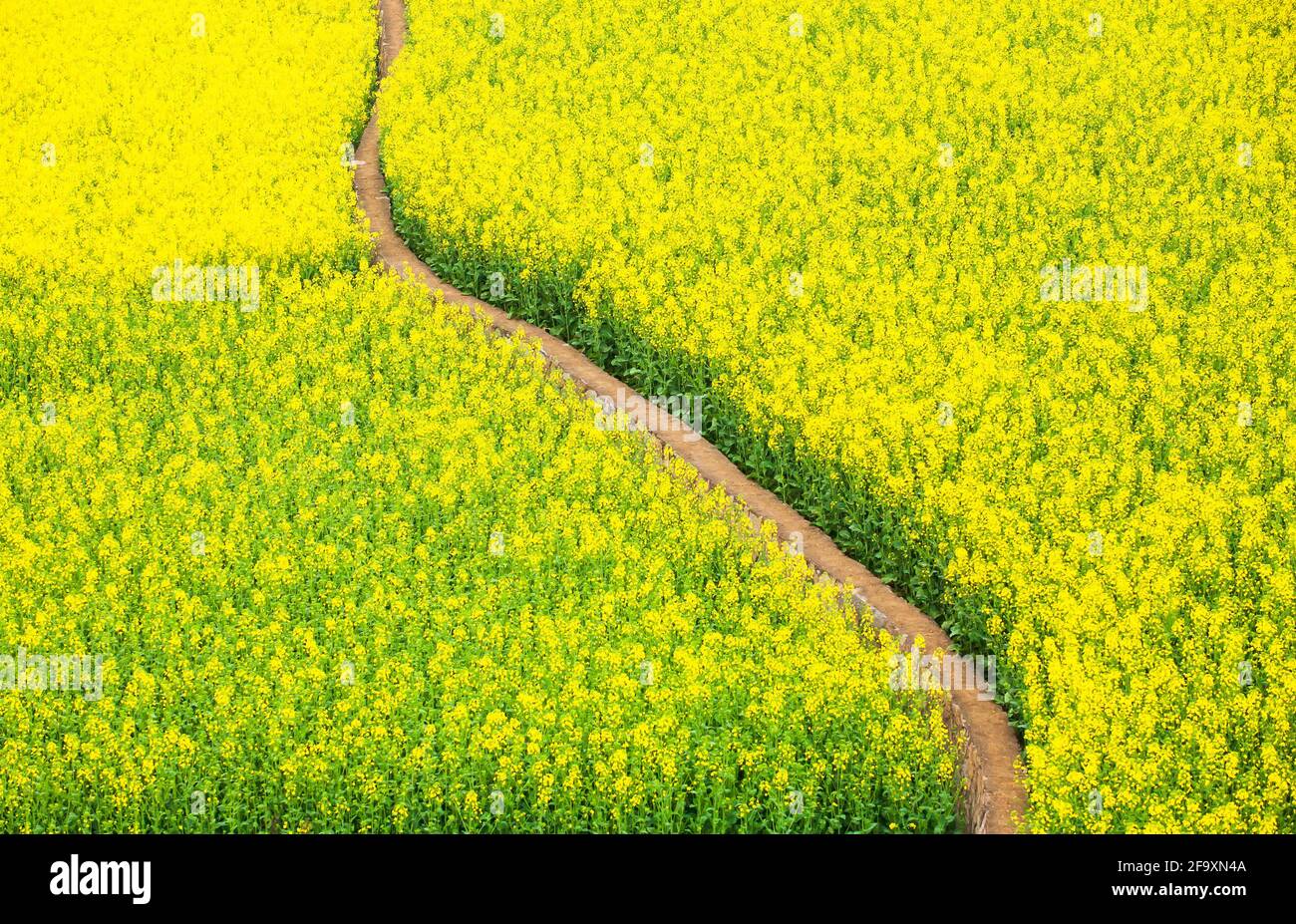 Luftaufnahme Feldweg in gelben Senf Blumen Feld, blühenden Senf im Frühling. Land in Südchina. Stockfoto