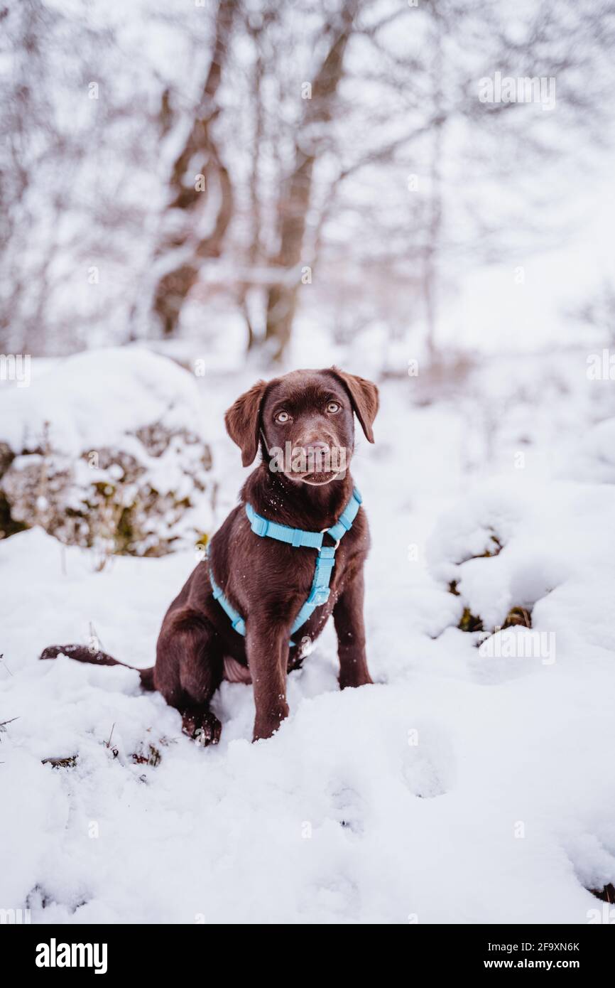 Niedlicher brauner labrador-Welpe im Schnee, der in Deutschland spielt, Spaß hat und läuft. Stockfoto