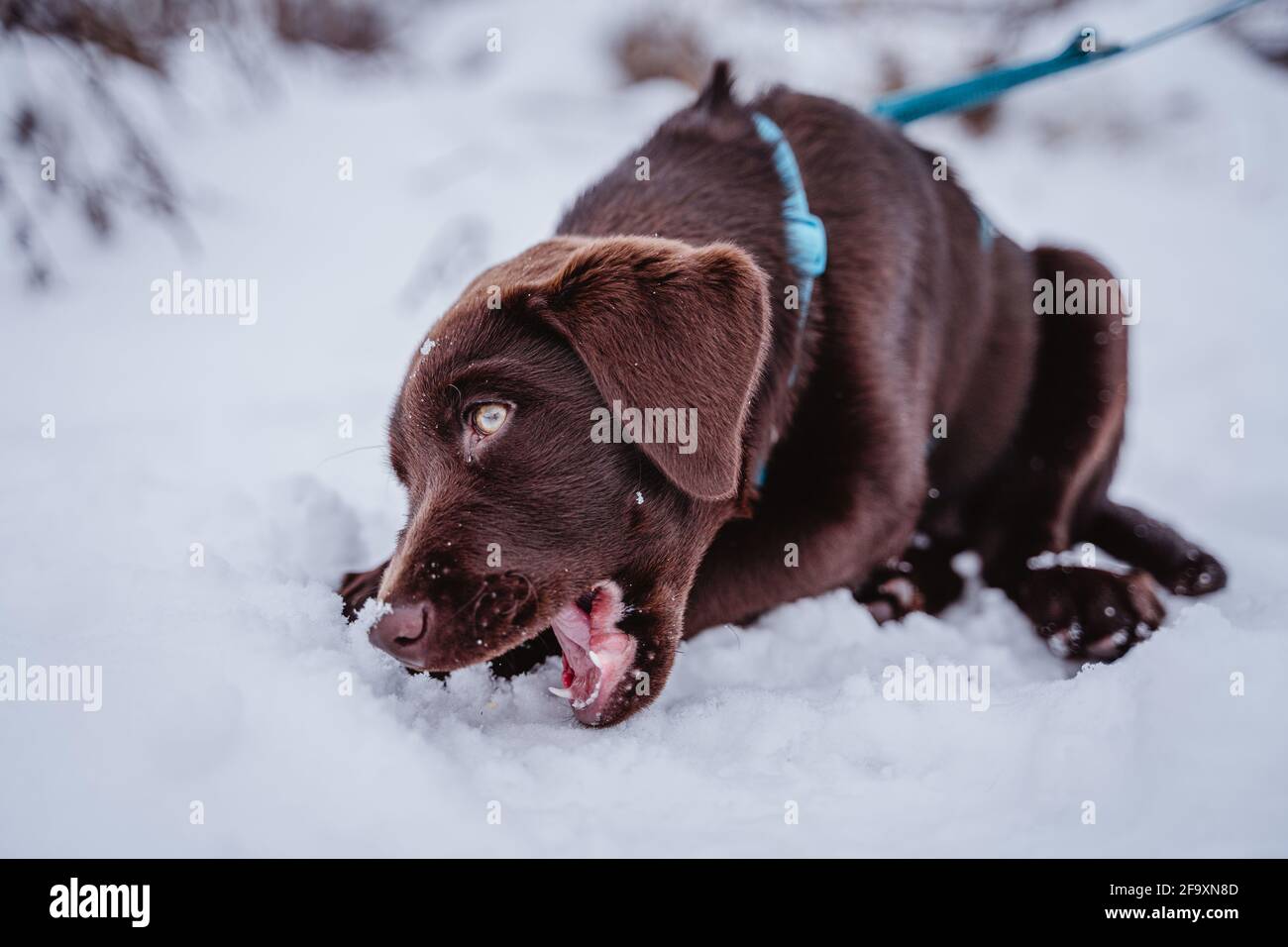 Niedlicher brauner labrador-Welpe im Schnee, der in Deutschland spielt, Spaß hat und läuft. Stockfoto