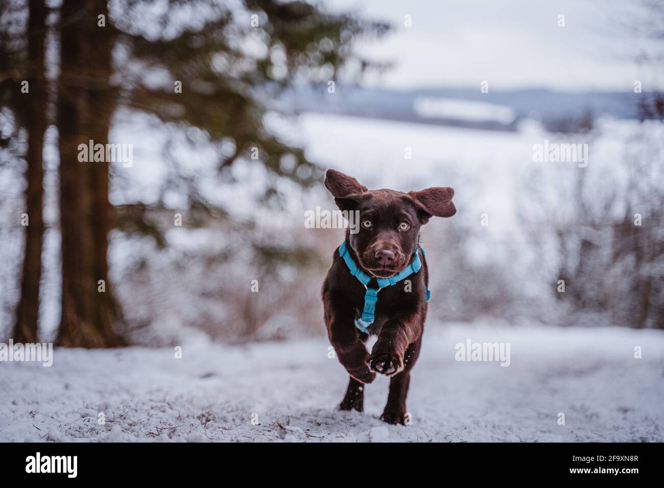 Niedlicher brauner labrador-Welpe im Schnee, der in Deutschland spielt, Spaß hat und läuft. Stockfoto