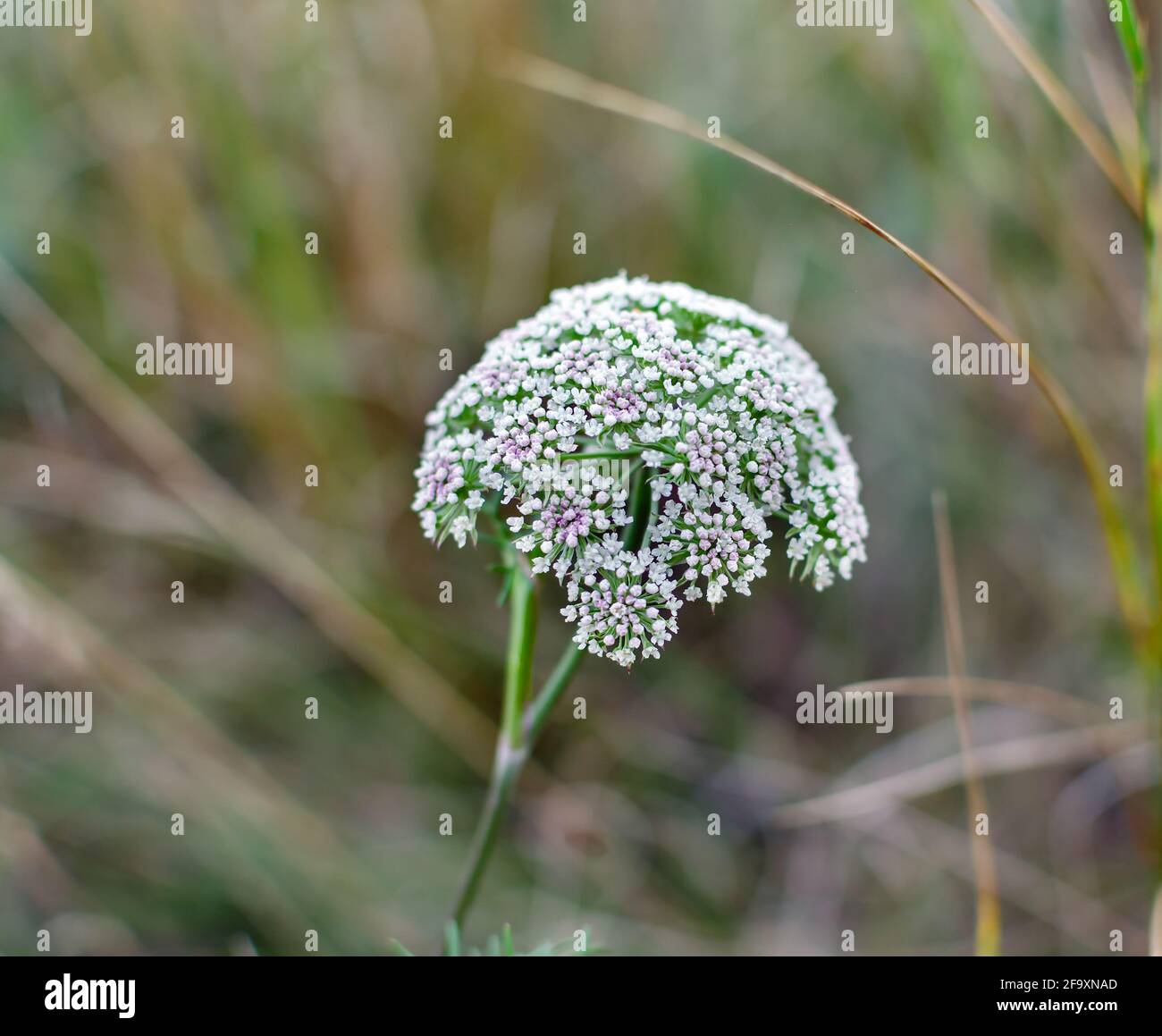 Weiße Blüten im Regenschirm-Blütenstand, Wiese wilde Pflanze auf einem  Hintergrund von grünem Gras Stockfotografie - Alamy