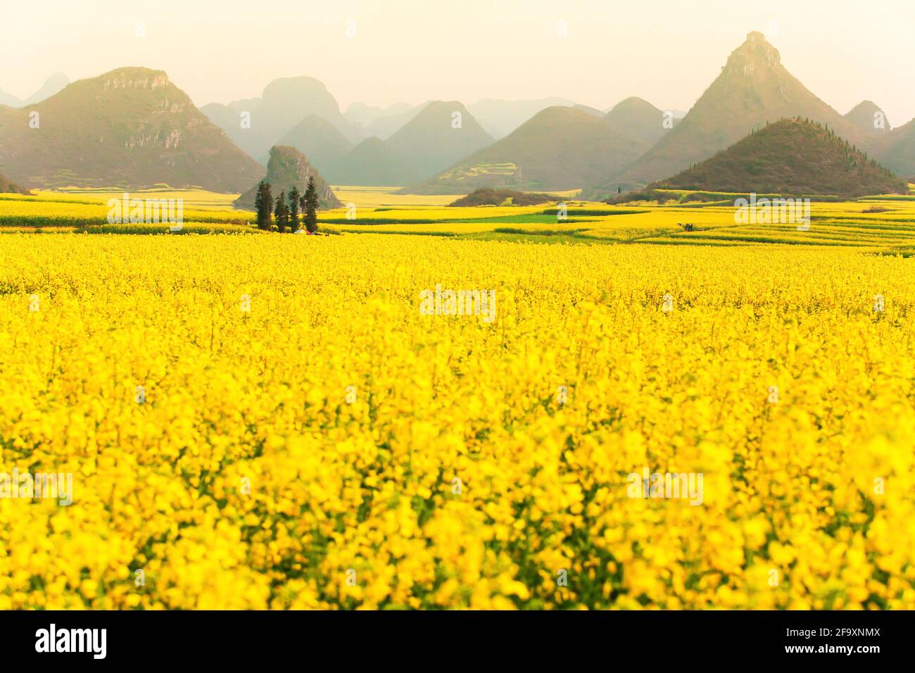 Landschaft mit Senfblumen Felder im Frühling, blühende gelbe Senfblumen in einem Tal bei Sonnenaufgang. Land in Südchina. Stockfoto