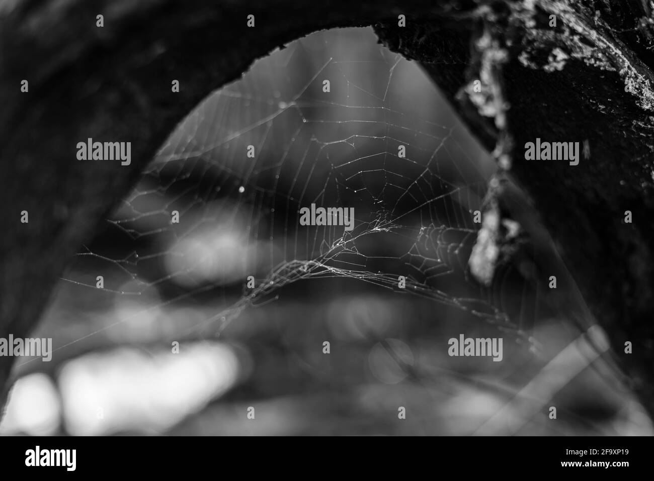 Ein verlassenes Spinnennetz auf einem dicken Ast, ein Spinnennetz, eingerahmt von einem dicken Ast, Schwarz-Weiß-Foto Stockfoto