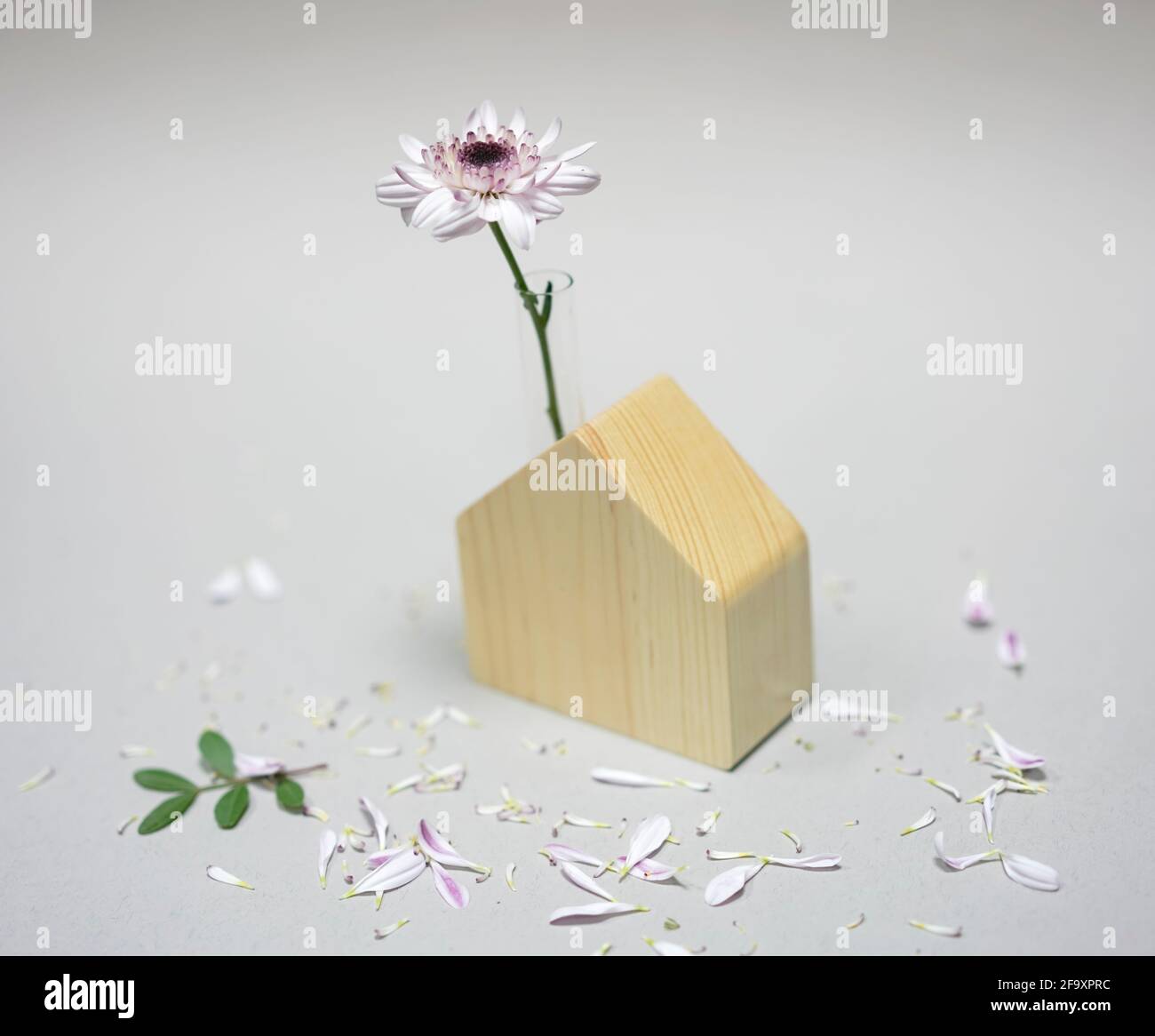 Blume in einem hölzernen Modell des Hauses mit verstreut Blütenblätter um Stockfoto
