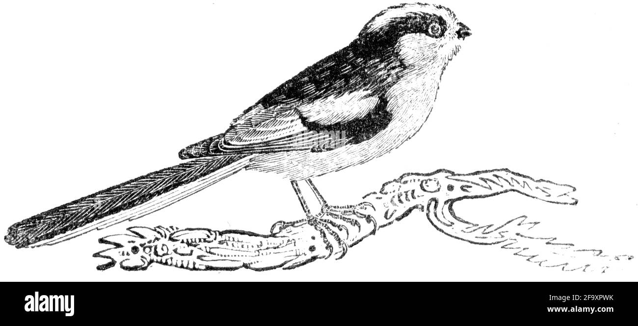 Ein Vogel, der von Thomas Bewick aus 'The History of British Birds' von graviert wurde Stockfoto