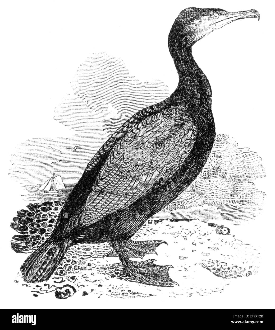 Ein Vogel, der von Thomas Bewick aus 'The History of British Birds' von graviert wurde Stockfoto