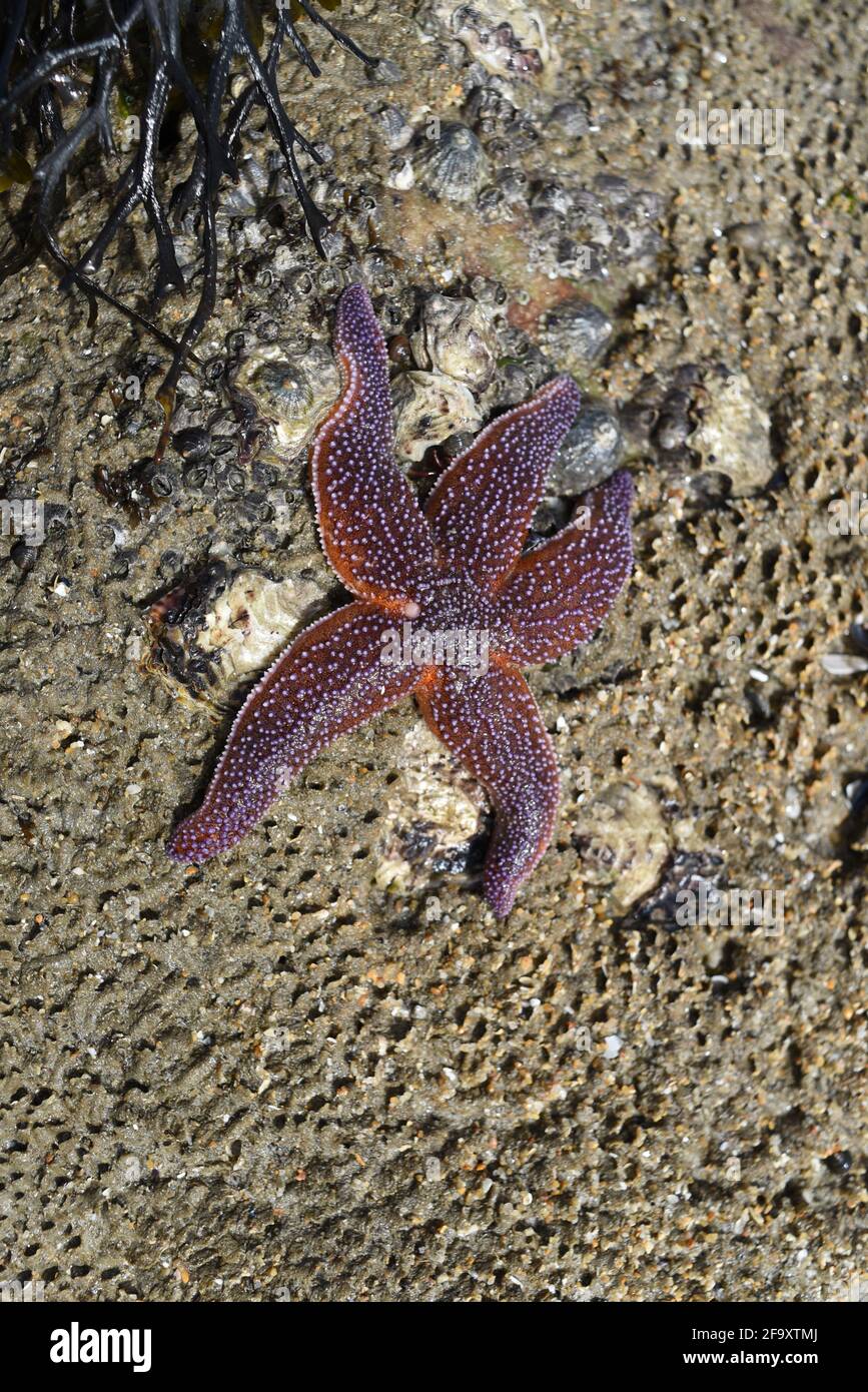 Ein Seestern in einer seltsamen Lage am Strand oder auf Felsen, tot aussehend. Stockfoto