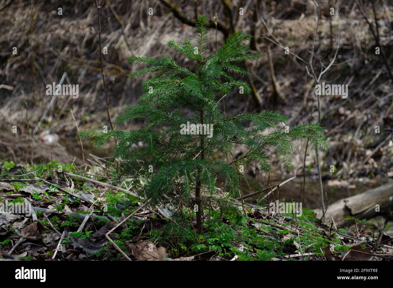 Junge Fichte und Wald aus der Nähe. Wilde junge Fichte. Stockfoto