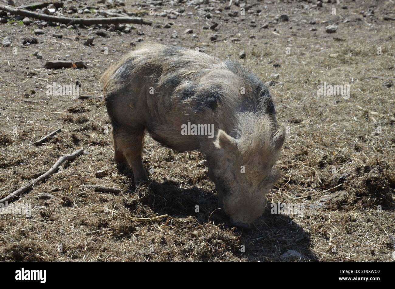 Münchner Miniaturschweine, Münchner Miniaturschwein, Schwarzes und Weißes Schwein Stockfoto