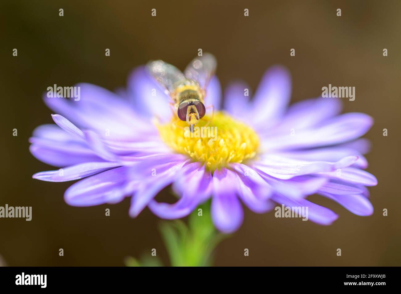 Syrphidenfliege, die auf einer Blüte des New York ruht Aster - Symphyotrichum novi-belgii Stockfoto
