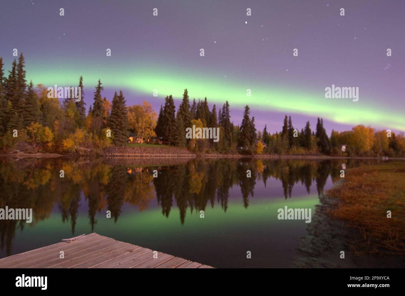 Nordlichter, See mit Reflexionen auf dem Wasser - Alaska. Kiefern und Reflexionen im stillen Wasser der Seeseite. Aurora Borealis. Violett Und Grün Stockfoto