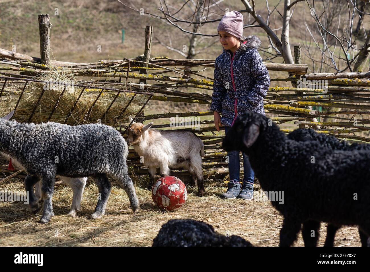 Nettes kleines Mädchen füttert Schafe und Ziegen auf dem Bauernhof. Stockfoto