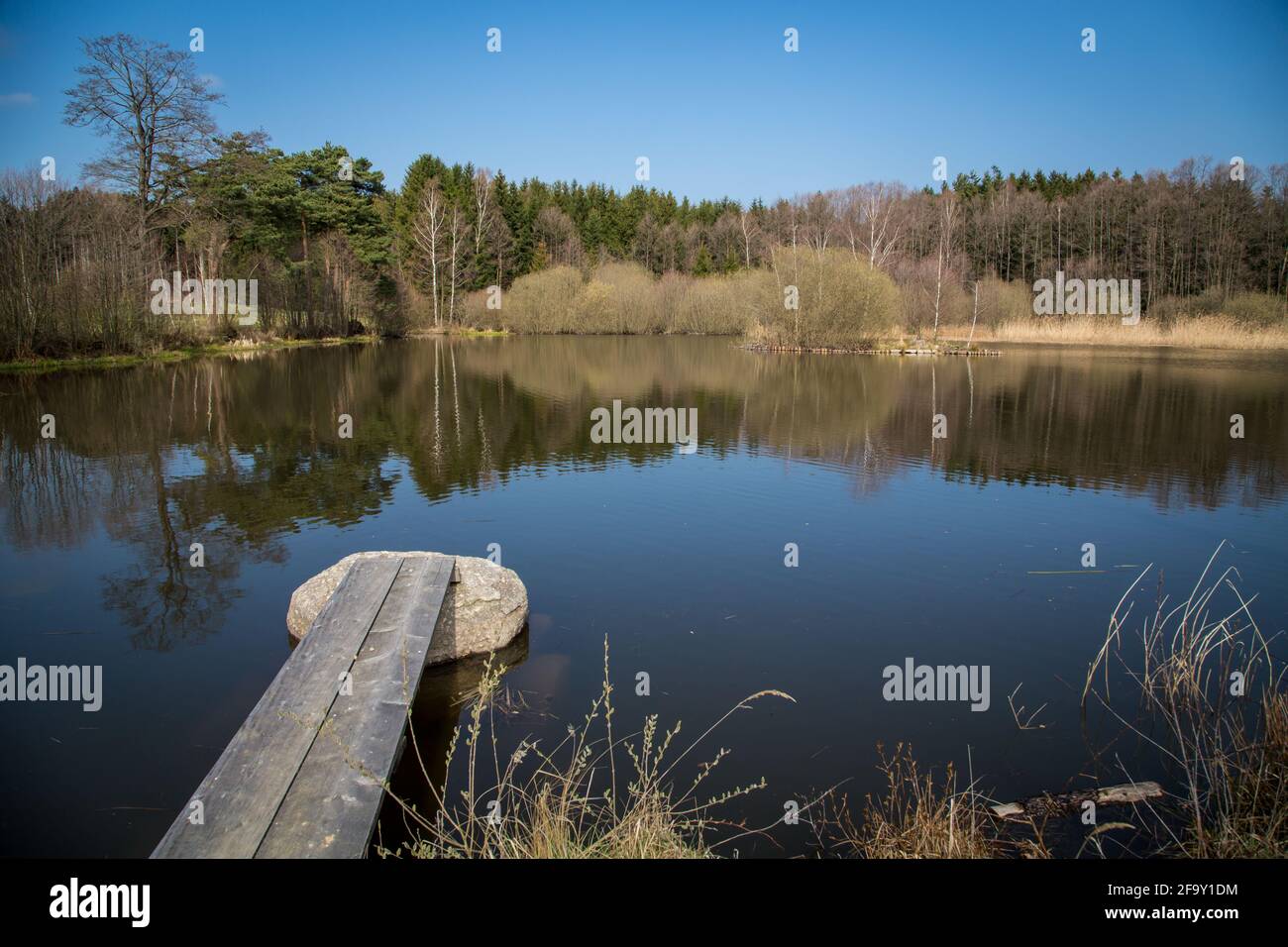 Karpfenteich im Waldviertel, Österreich, Europa an einem sonnigen Frühlingstag Stockfoto