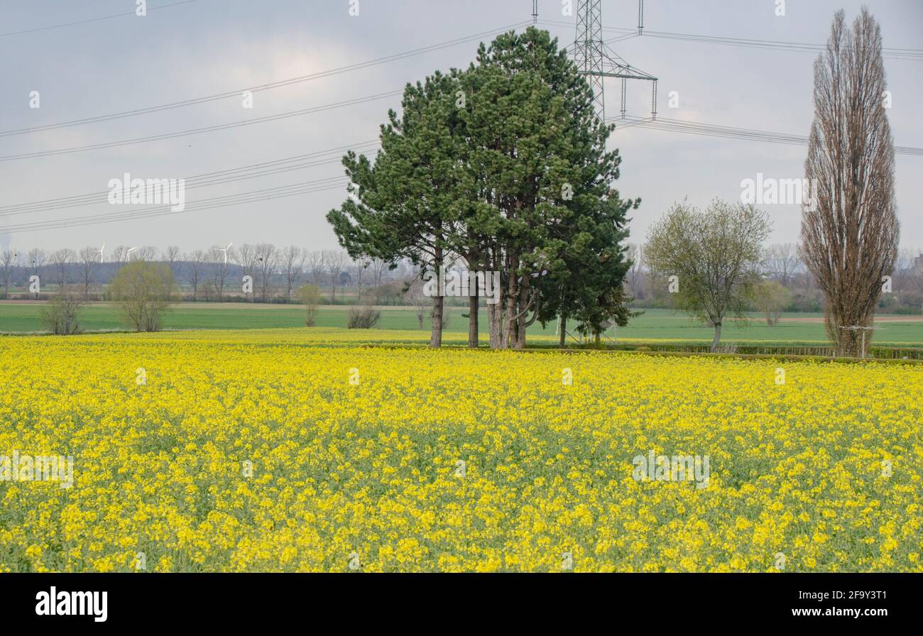 Rapsfeld Stockfoto