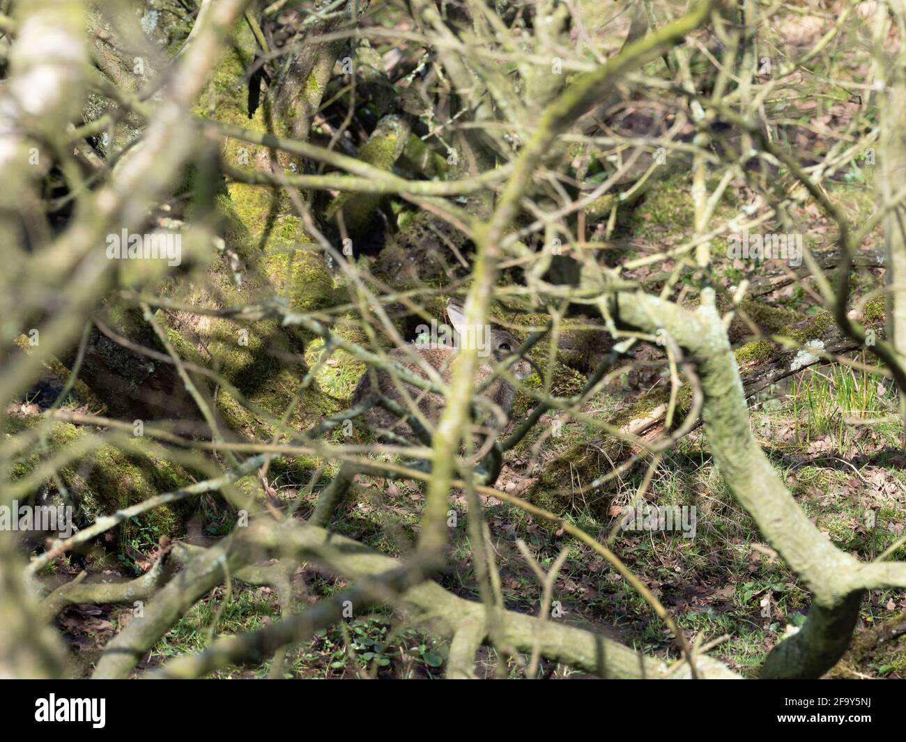 Kaninchen hocken im Carr-Peeling Stockfoto